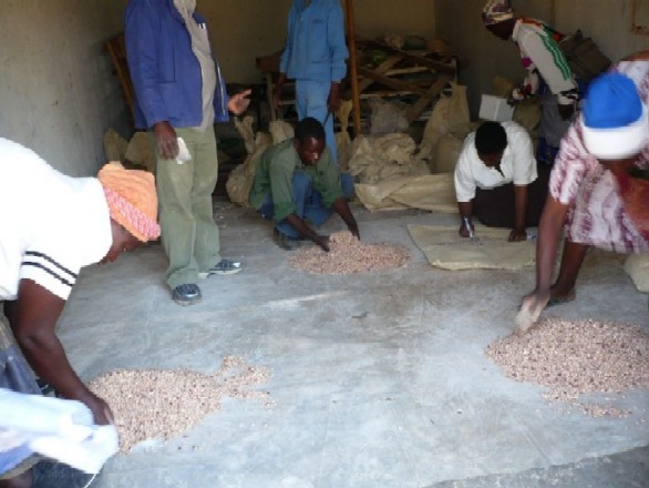 Setting up farm trials in Nyanga, Zimbabwe