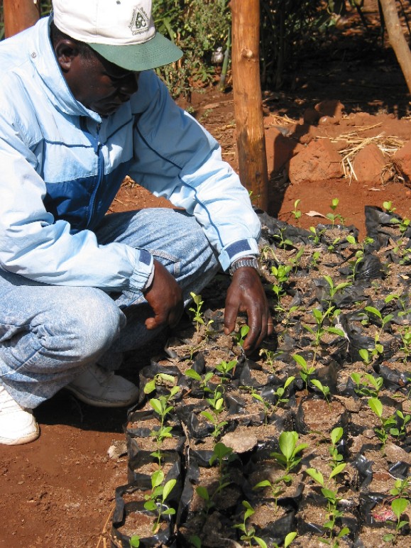 Propagating pesticidal plants